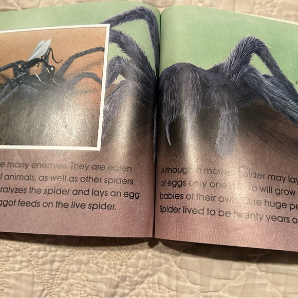 Spiders - Picture 9 of 11